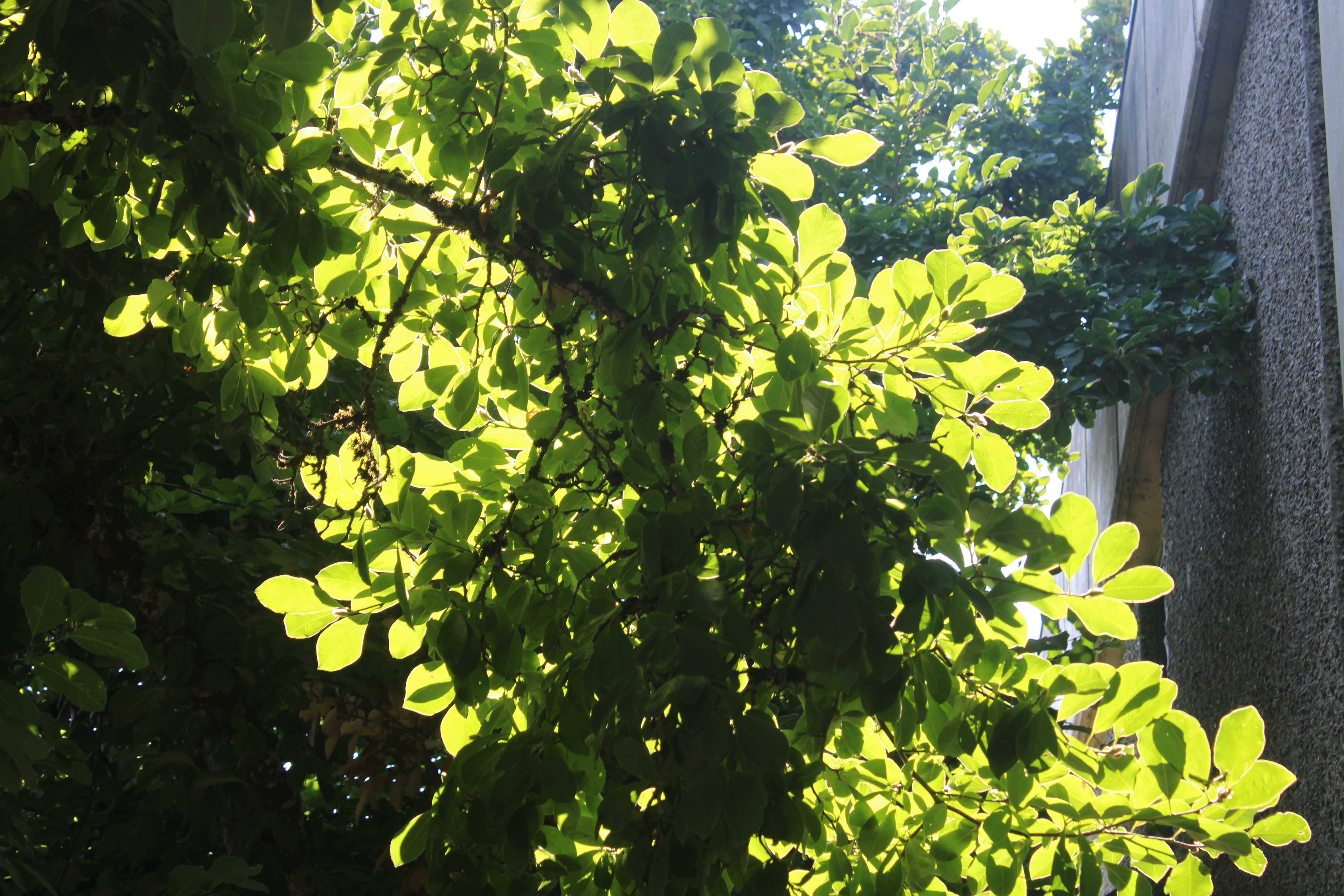 bright leaves2