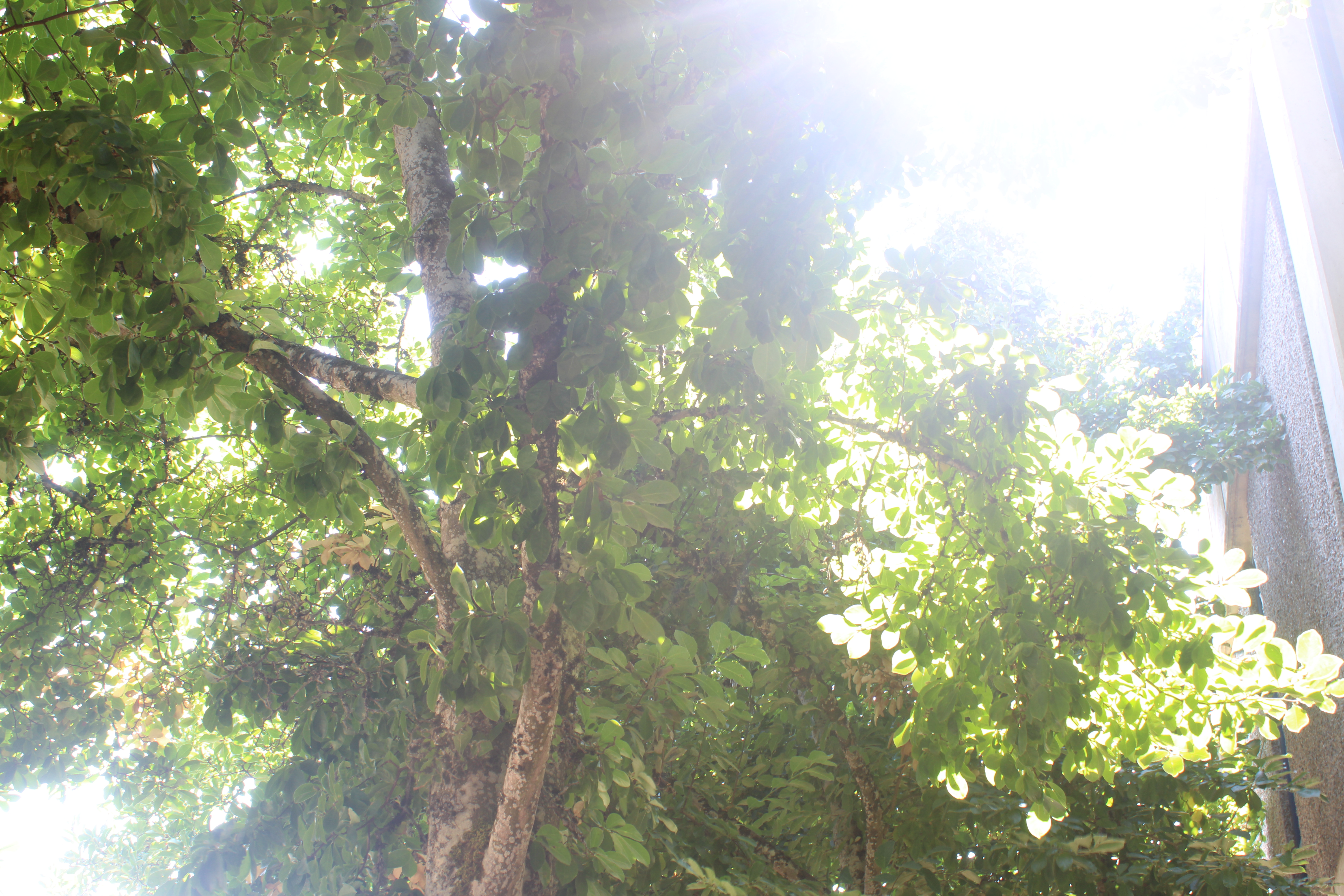 leaves