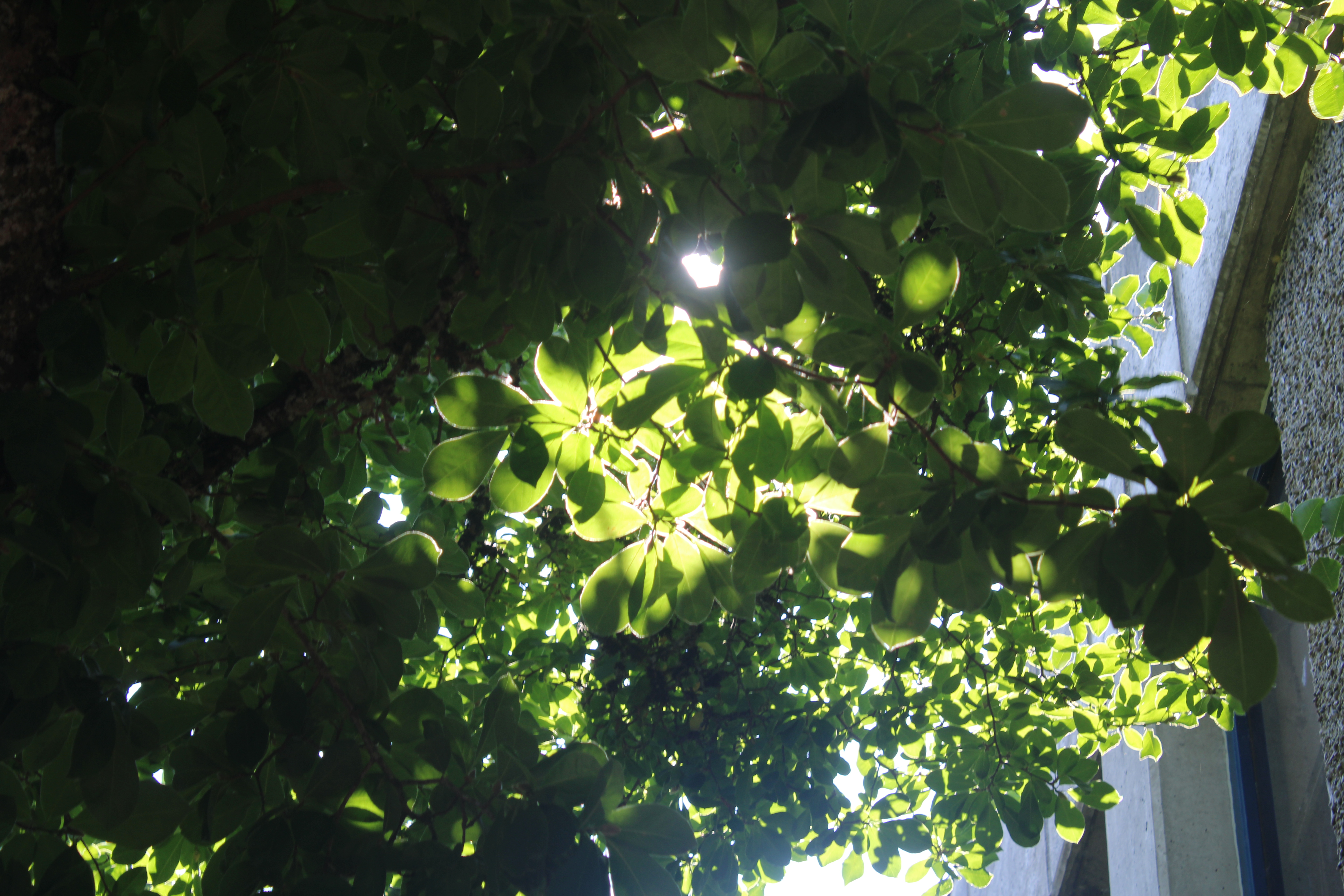 dark leaves